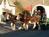 Clydesdales earning their keep